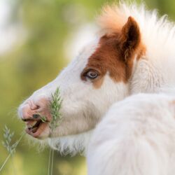 Ein geschecktes Fohlen knabbert Gras